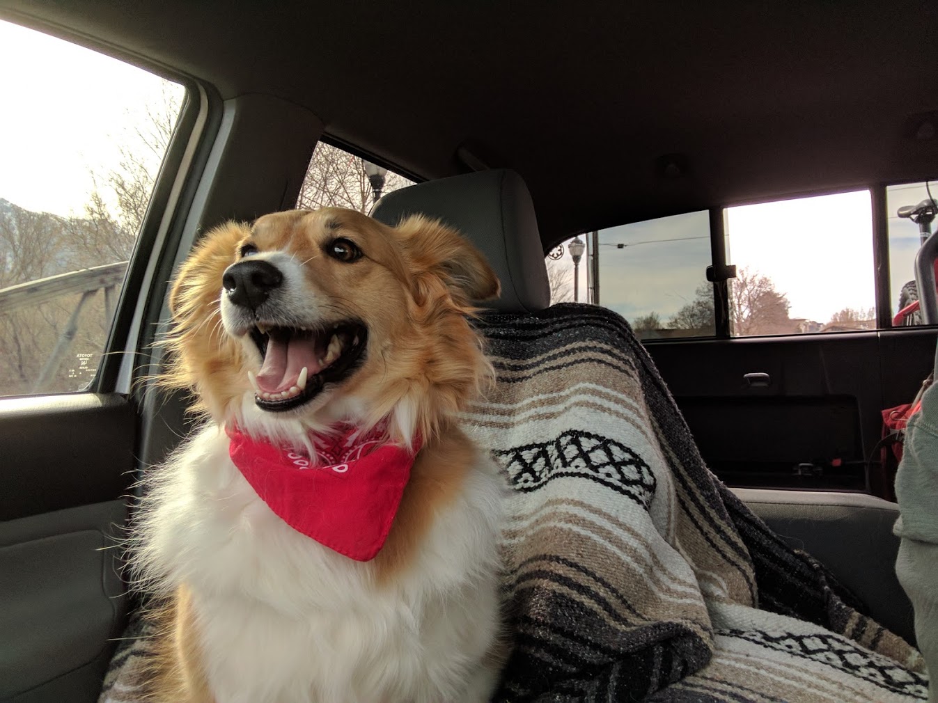 cute dog wearing a red bandana