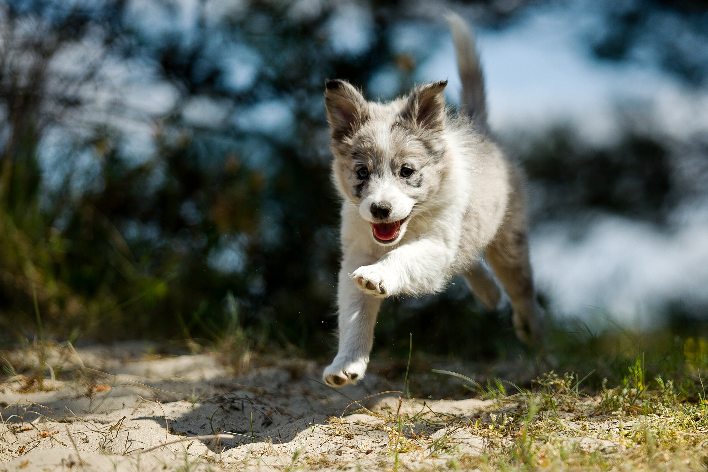 A bordercollie pup is running happily
