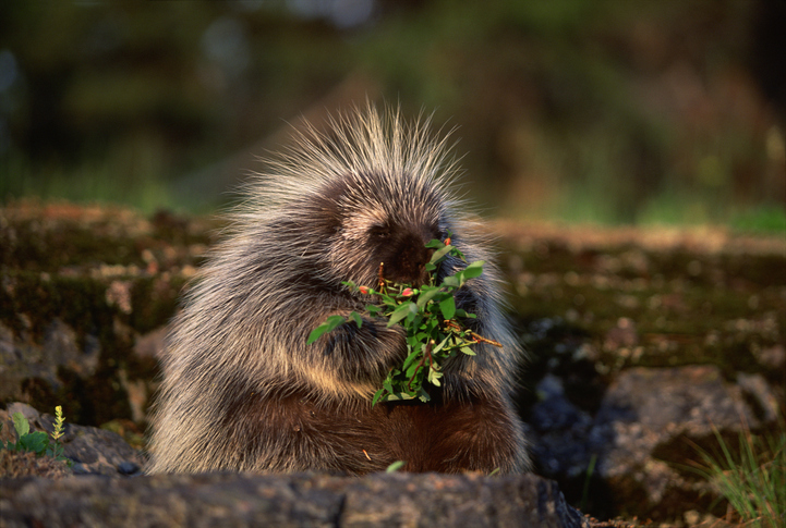 porcupine