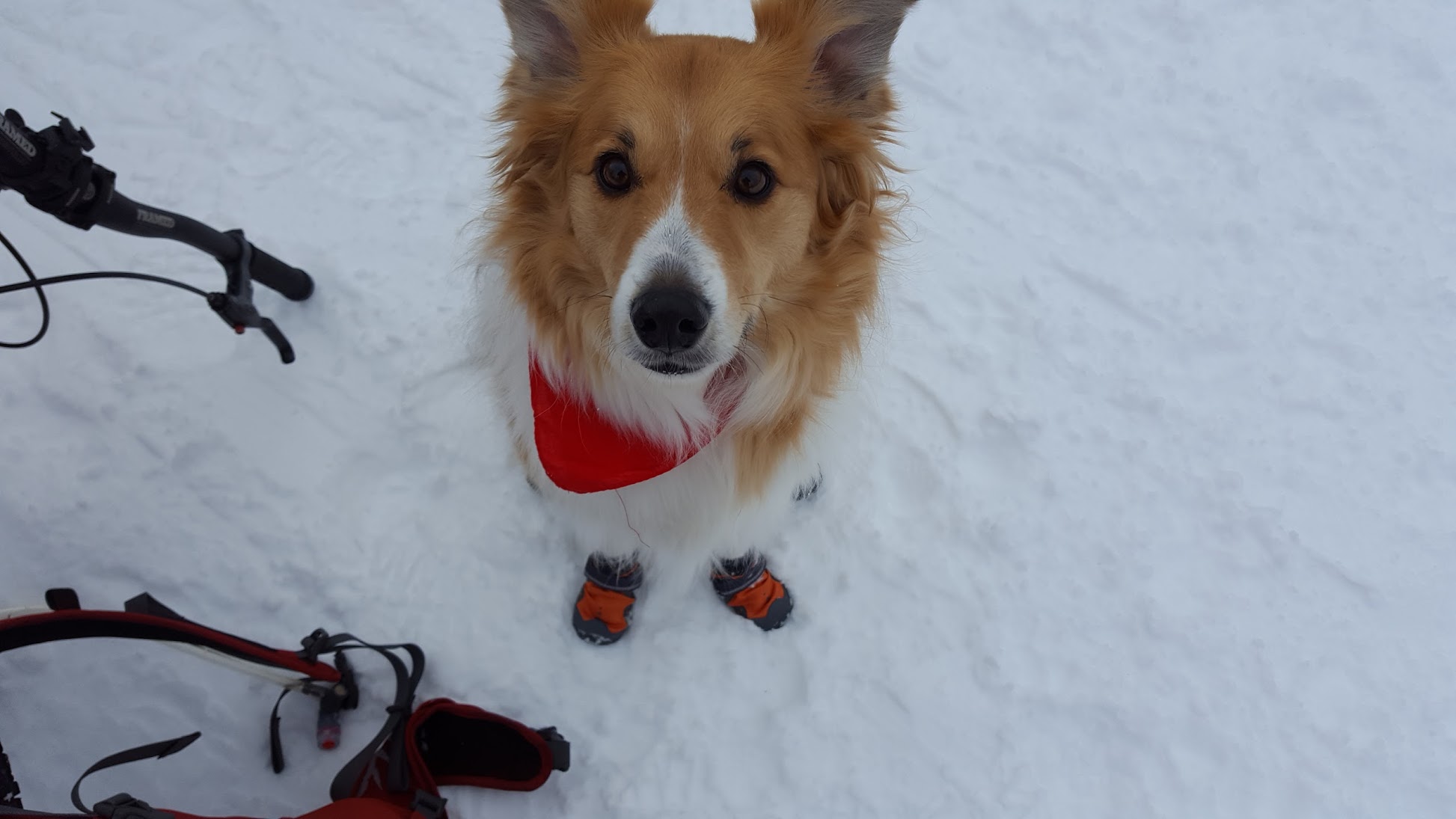 Dog wearing boots in the snow