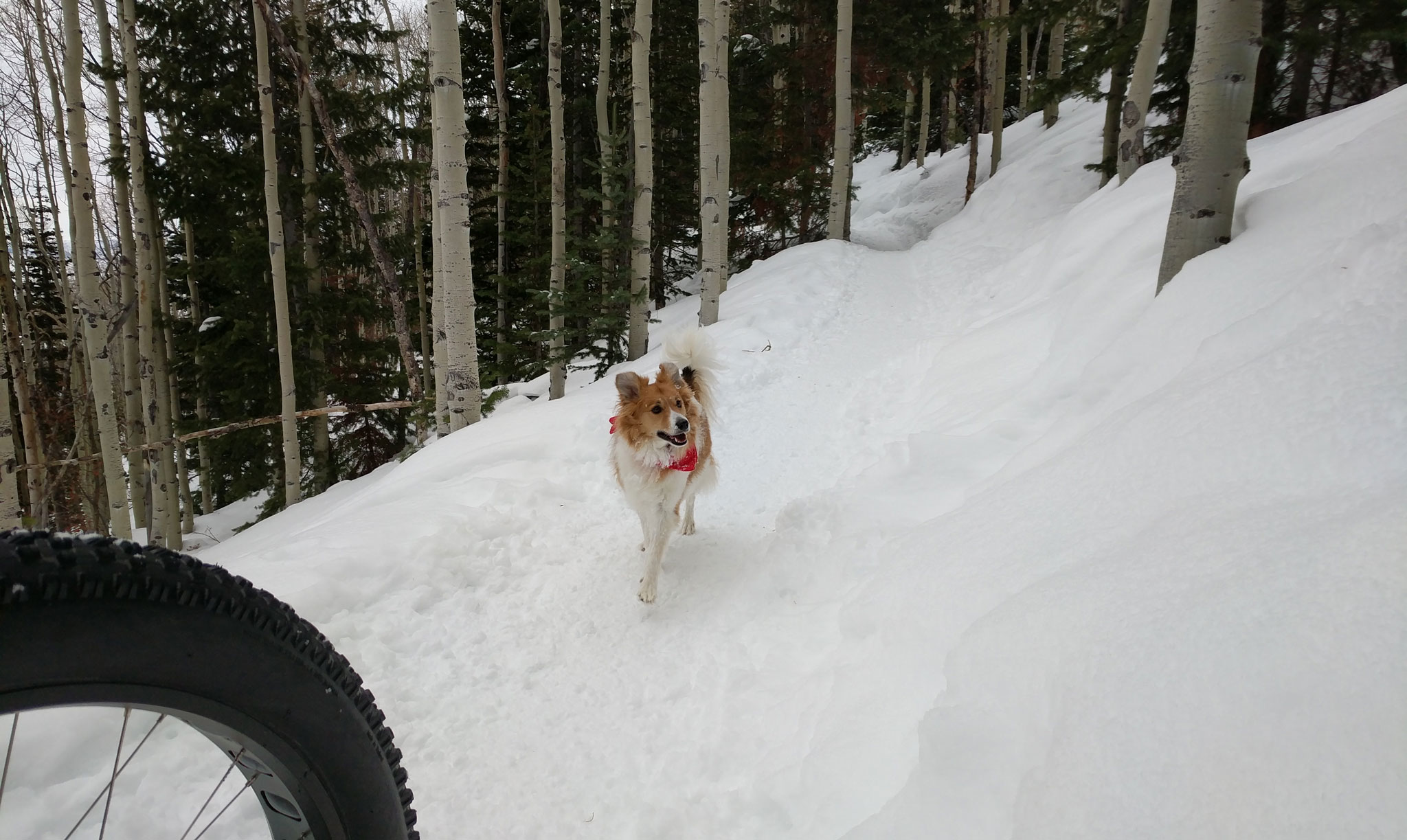 Happy Fat Biking Dog