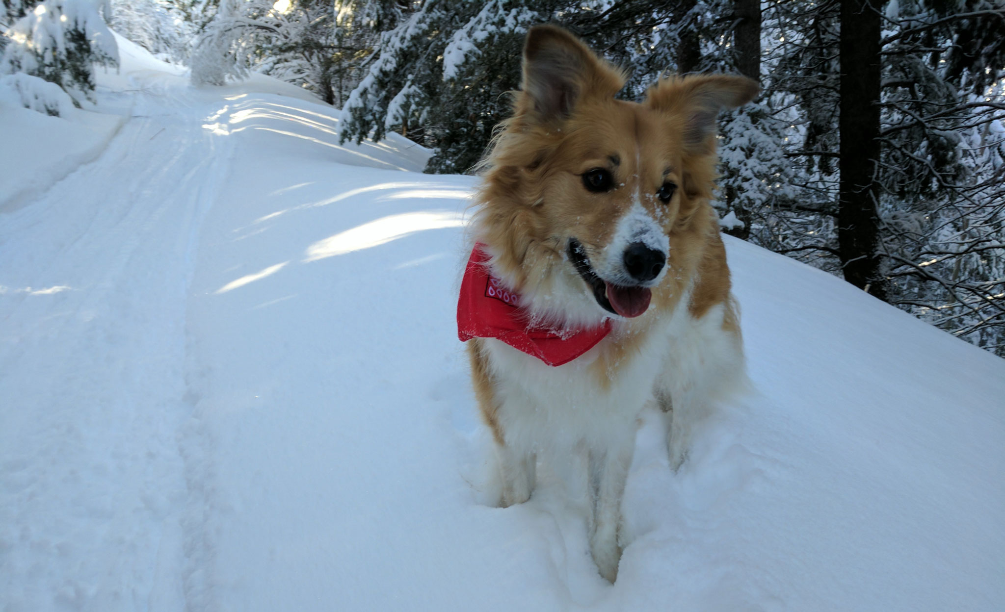 Dogs Love Fat Bikes