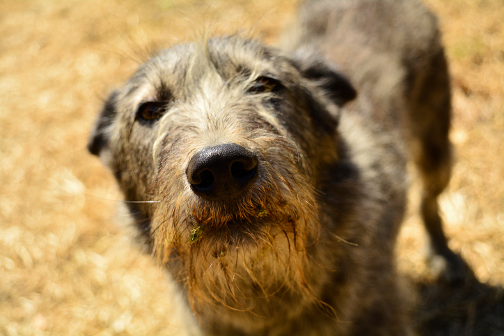 Stray Dog with ears laid back