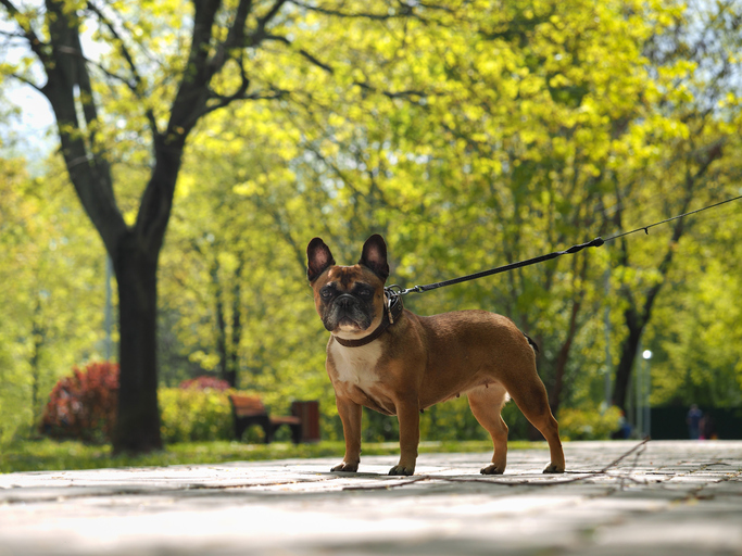 dog on a leash