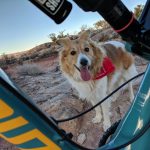 Moab Mountain Bike Dog
