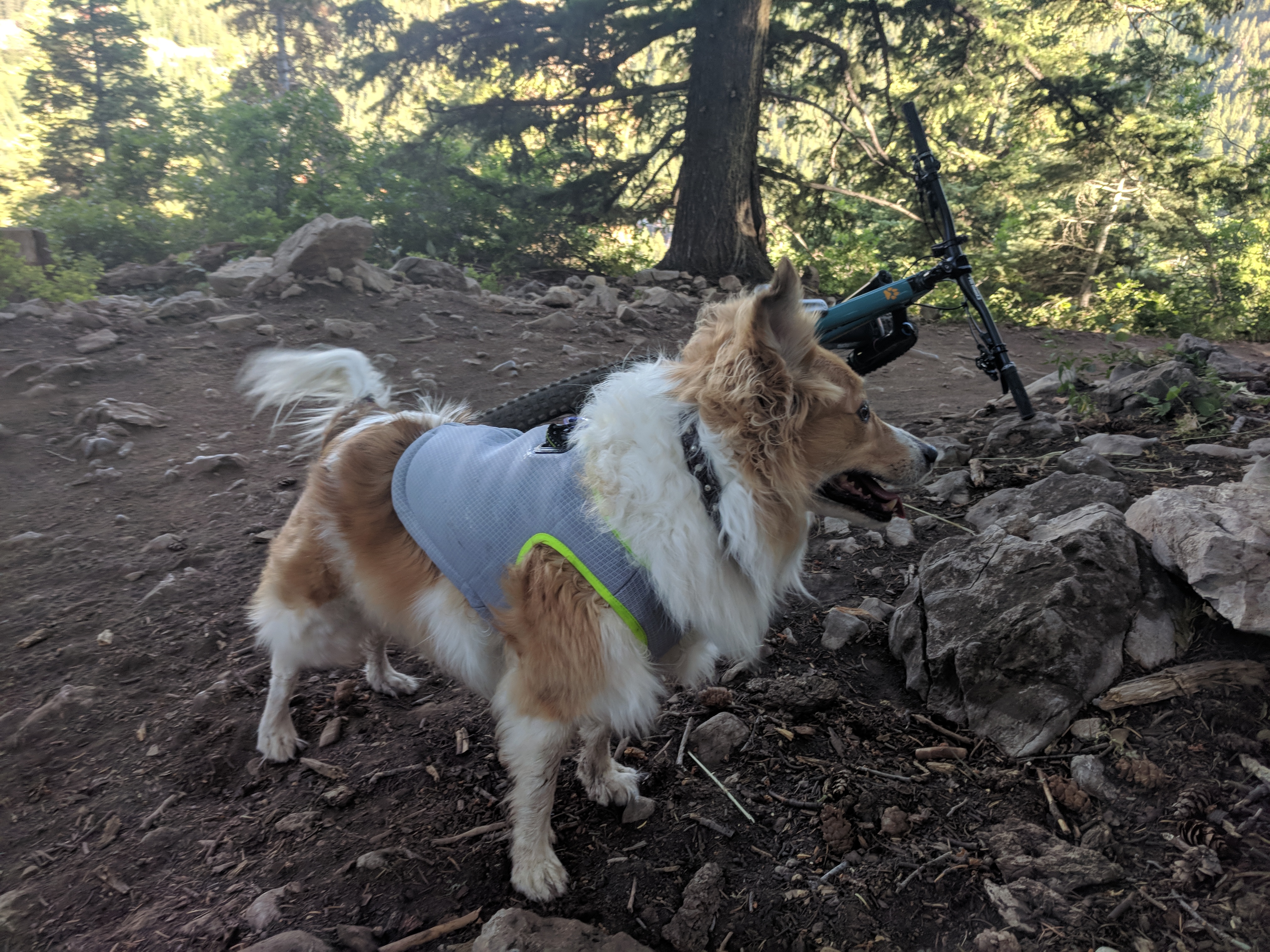 SGODA Dog Cooling Vest Harness Cooler Jacket 